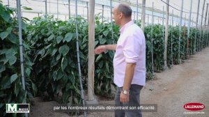 PAROLES D'Utilisateurs : Gestion du Botrytis en culture de poivron avec PRESTOP WP