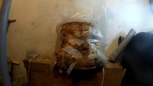 Домашнее Грибоводство. Первая Ошибка Выращивания Вешенки. Выпуск 5