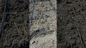 Поле с кабачкам,готовим капельный полив.