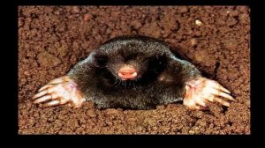 червяк анатолий