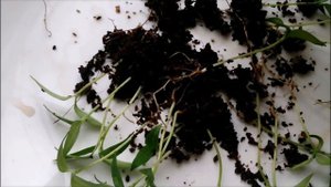 КАК УВЕЛИЧИТЬ КОРНИ РАССАДЫ В ПЕРВУЮ НЕДЕЛЮ