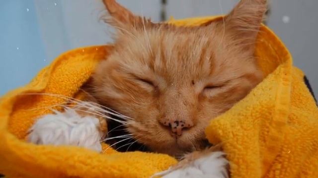 НИКОГО НЕ БУДЕТ В ДОМЕ ... Сергей Никитин. смотреть онлайн