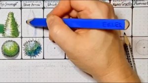 Урок 2. Рисуем можжевельник Blue Arrow. Серия: шпаргалка для хвойных. Садовый скетчинг.