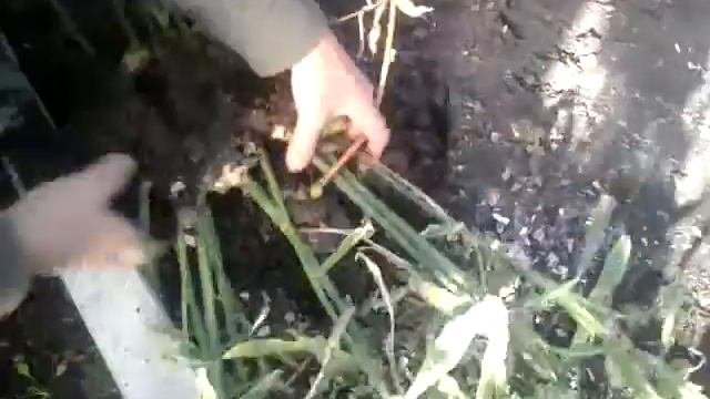 #4.Выращивание 