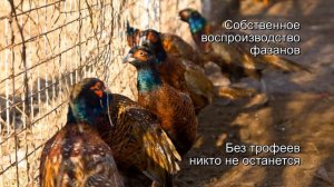 Охота на фазана в дельте Волги