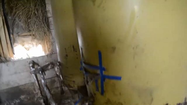 Поилка для свиней / Вьетнамские свиньи смотреть онлайн