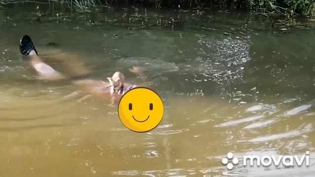 Котенок купается в пруду. смотреть онлайн