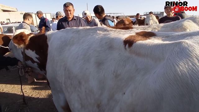 МАЛ БАЗАР 23-МАЙ/ХОЖЕЛИ МАЛ БАЗАРЫ/СКОТНЫЙ РЫНОК/BIG BULLS IN THE WORLD/BIG COW