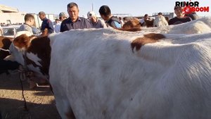 МАЛ БАЗАР 23-МАЙ/ХОЖЕЛИ МАЛ БАЗАРЫ/СКОТНЫЙ РЫНОК/BIG BULLS IN THE WORLD/BIG COW