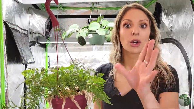 Cool Plants You Need To Know About | Underrated Houseplants смотреть онлайн