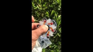 спиннеры анимационный обзор 9 видов / Новые анимационные бегущие Спиннеры из Тик-Тока!