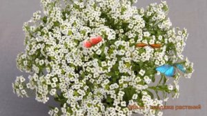 Алиссум обыкновенный Гига Вайт (alyssum giga white) ? обзор: как сажать, семена алиссума Гига Вайт