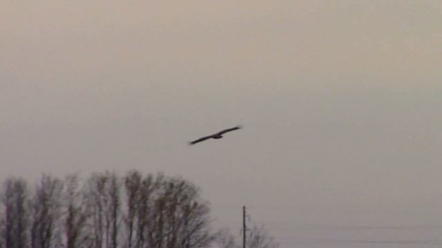 Орёл на охоте / Eagle on hunting