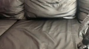 Godzilla 2014 vs King Kong 2017 figure battle