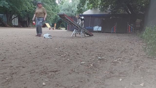 13 августа 22г. Шалайка в аджилити. Качели. смотреть онлайн