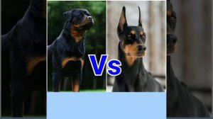 Ротвейлер против добермана: кто победит? Animals VS