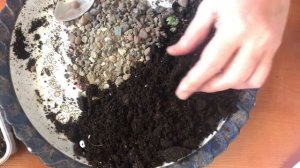 365. Джакаранда через 2 месяца после посева семян. Фиалковое дерево.