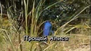 58.Андрей Державин-Не плачь,Алиса