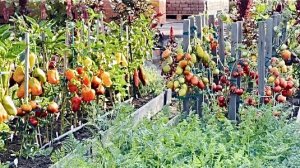 Огород в конце лета. Собираю, заготавливаю черноплодную рябину на зиму.