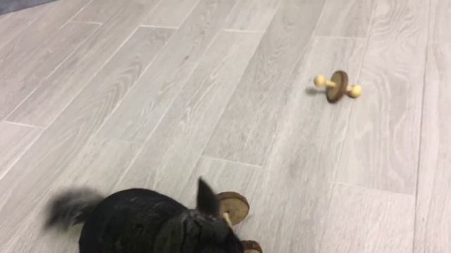 Шиншилла играет. Игрушки для шиншилл. Погрызунчики для шиншиллы смотреть онлайн