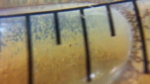 Как вывести Артемию