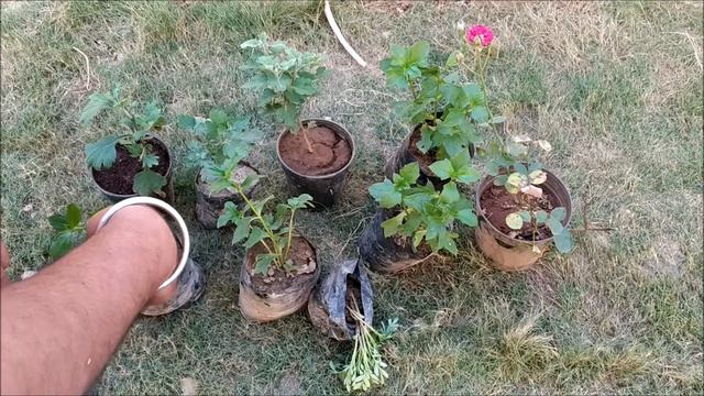 Rose, genda, Marigold Petunia Winter flower preparation in india смотреть онлайн