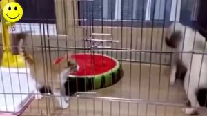 Приколы с животными..mp4