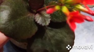 Почему не цветёт каланхоэ?