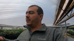 Клубника на стеллажах, как развиваются растения спустя 45 дней