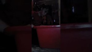 Как Помыть Голову