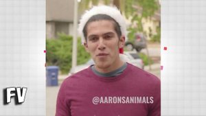 NEW AARONS ANIMALS VIDEO COMPILATION 2017 - Prince Michael || FunnyVines