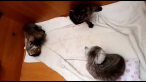 Про кошку Домашние питомцы Кошка с котятами