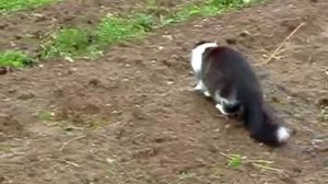 Охотник Заигрался