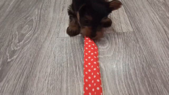 DOGGY CHALLENGE! Керую днем Лакі! смотреть онлайн