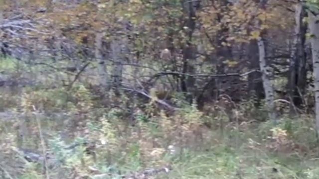 Козлик - молчун. смотреть онлайн