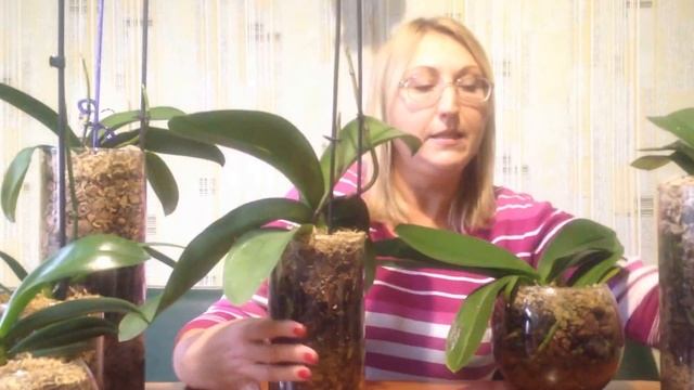 Обзор орхидей в " Закрытой системе " смотреть онлайн