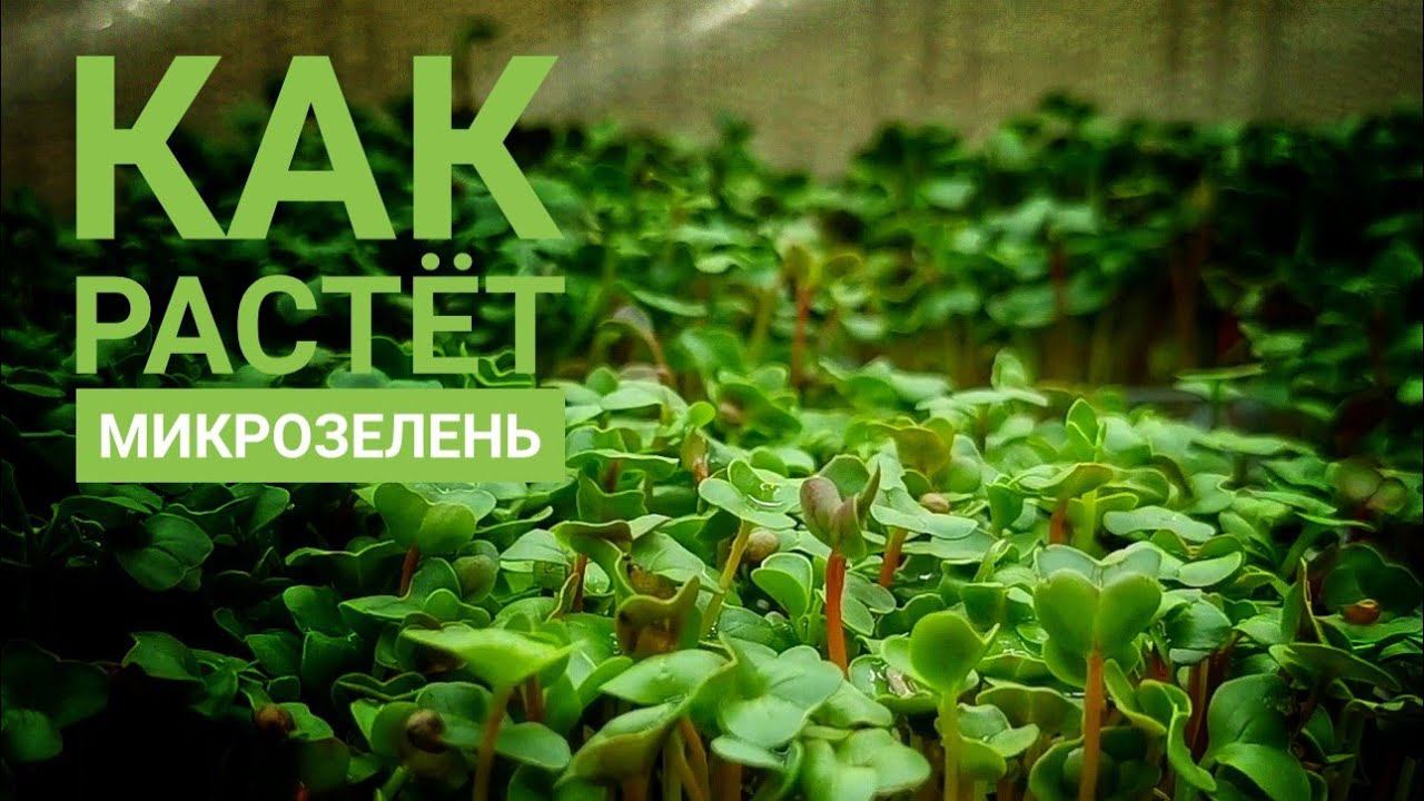 Микрозелень в домашних условиях