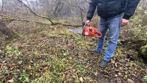 Пилим дрова в лесу Магилёв 5,5 не подводит ?Штиль 180 выручает Husgvarna 240 опять сломалась ?