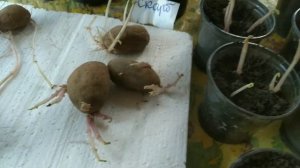 Как получить картофель первой репродукции САМОМУ!| Технология для картофеля первой репродукции|