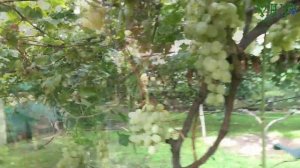 Виноград на перголе у Николая Камерзана.