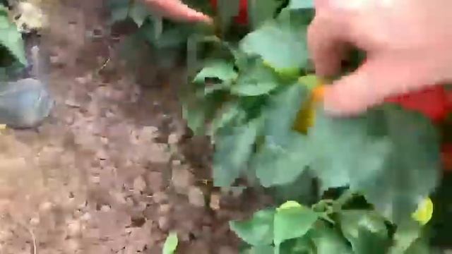 Перец сладкий Плутон F1 от компании Akker Zaden Голландия смотреть онлайн