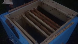 Обработка пчёл муравьиной кислотой. Муравьинка. Пчёлы без опыта, сезон вместе #8