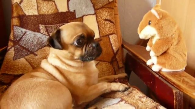 Говорящий Хомяк и Собака))) смотреть онлайн