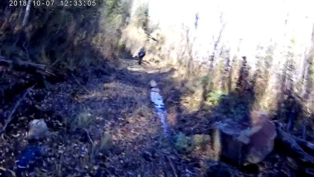 на таёжной тропе смотреть онлайн