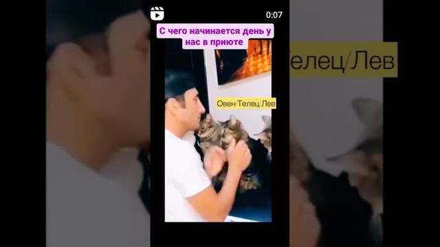 Утро в кошкином приюте. Петербург смотреть онлайн