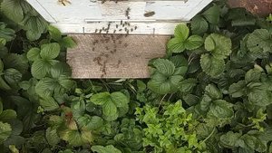 Шмель атакует пчелиный улей! Атака шмеля. Пчелы убивают шмеля. Шмель хочет полакомиться медом