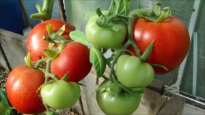 Ранний томат Суперприз преподнёс мне сюрприз!!!