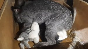 Крольчиха кормит своих крольчат.