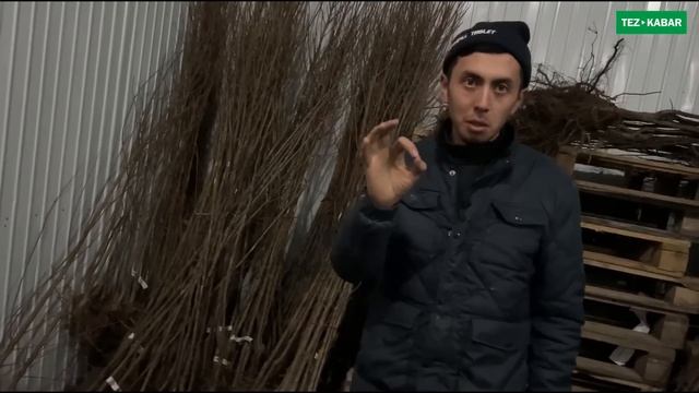 ТУРКИЯДАН келген 10,000 түп көчөттөр САТЫЛАТ ~ Жерин БАК кылам дегендер ШАШЫЛЫҢЫЗДАР смотреть онлайн