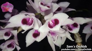 Dendrobium parishii var. semi alba (990) orchid blooming 2020